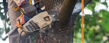 Rose Hill, NC Tree Removal Company