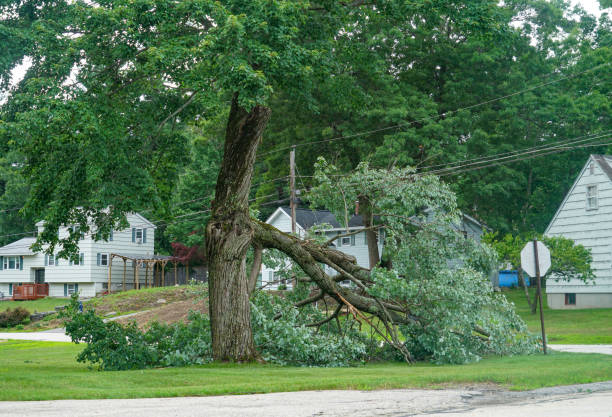 Best Tree Removal  in Rose Hill, NC