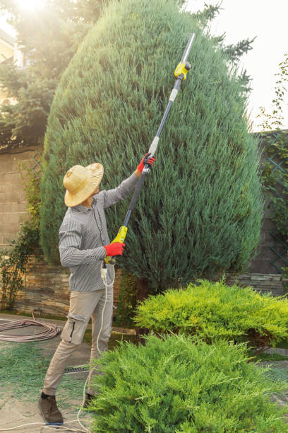 How Our Tree Care Process Works  in  Rose Hill, NC