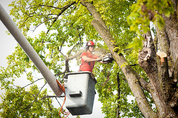 Best Tree Mulching  in Rose Hill, NC